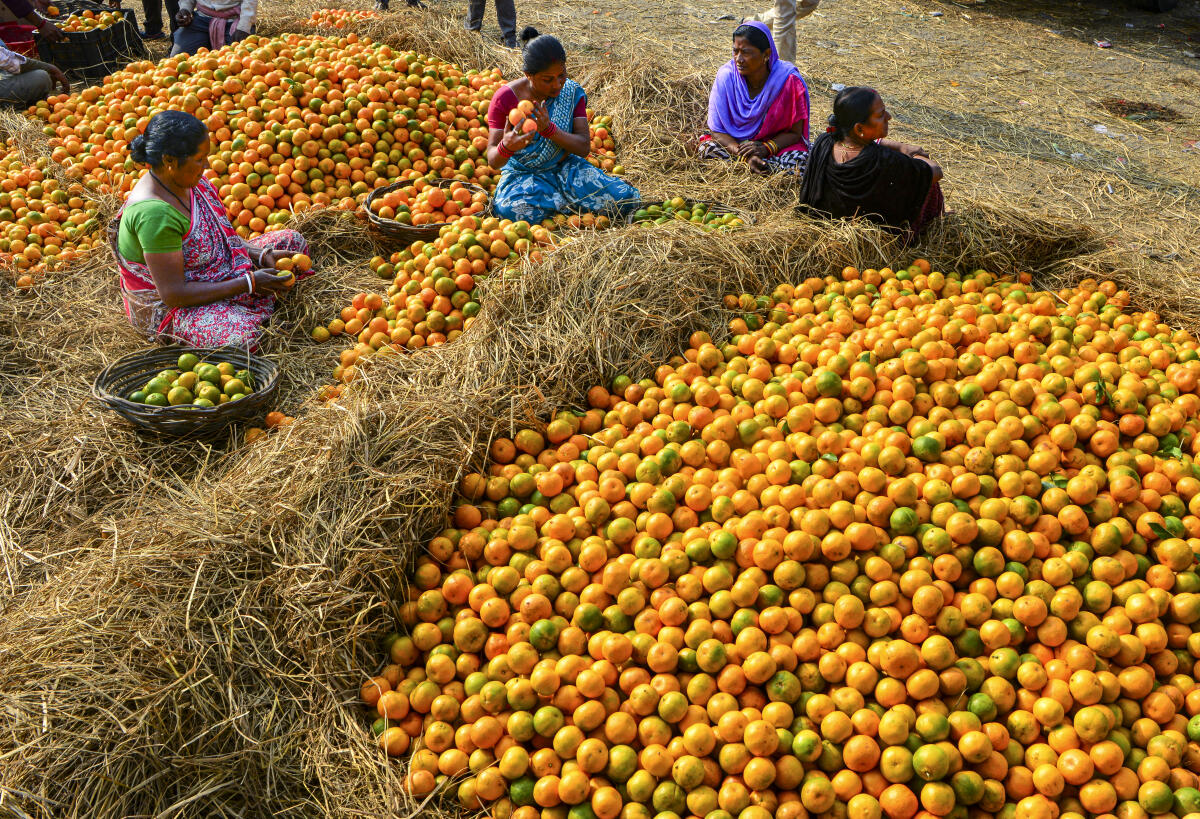 Workers sort oranges at a market, in Siliguri, West Bengal