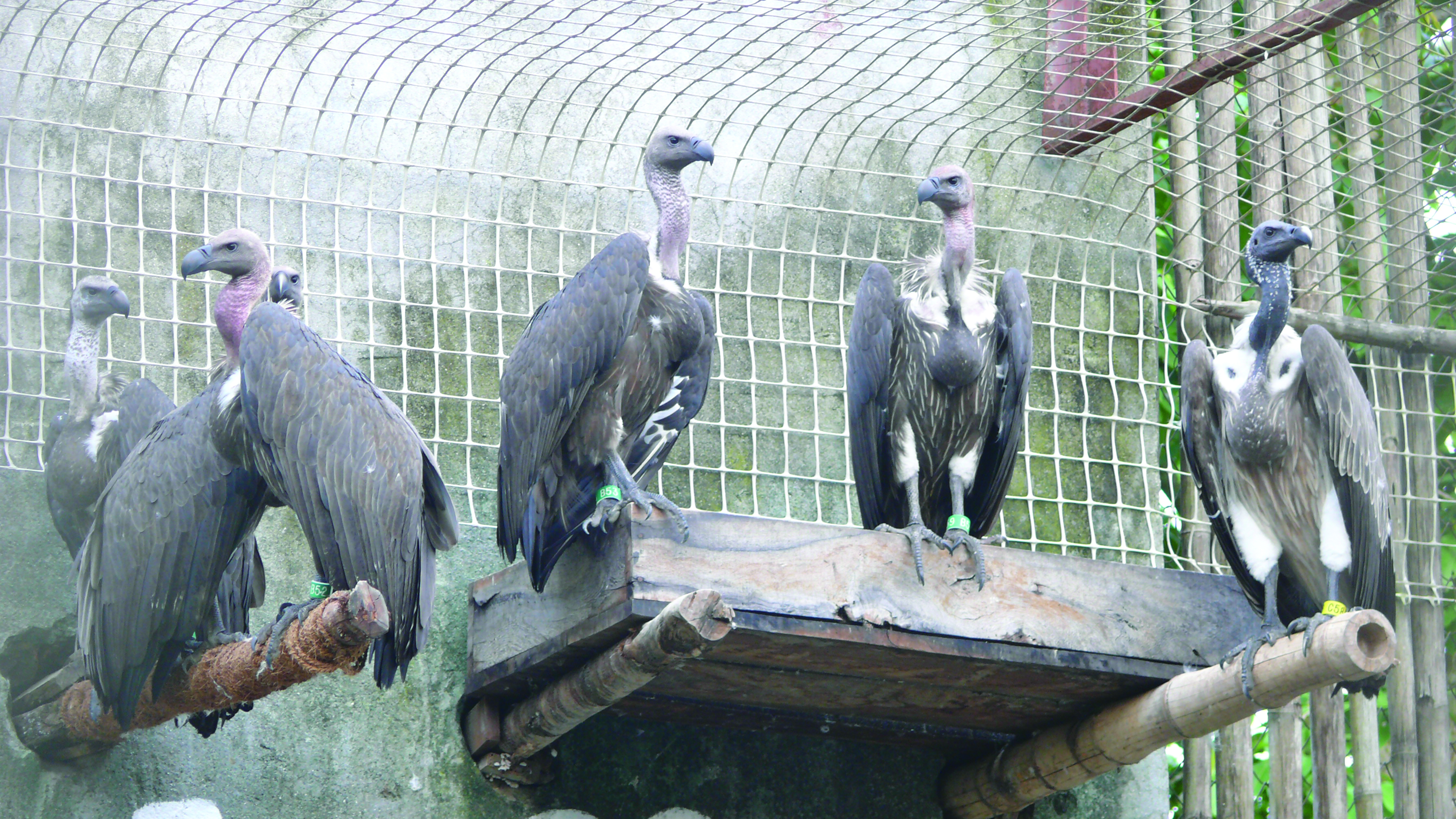 Slender-billed Vultures at Rani  of BNHS.
