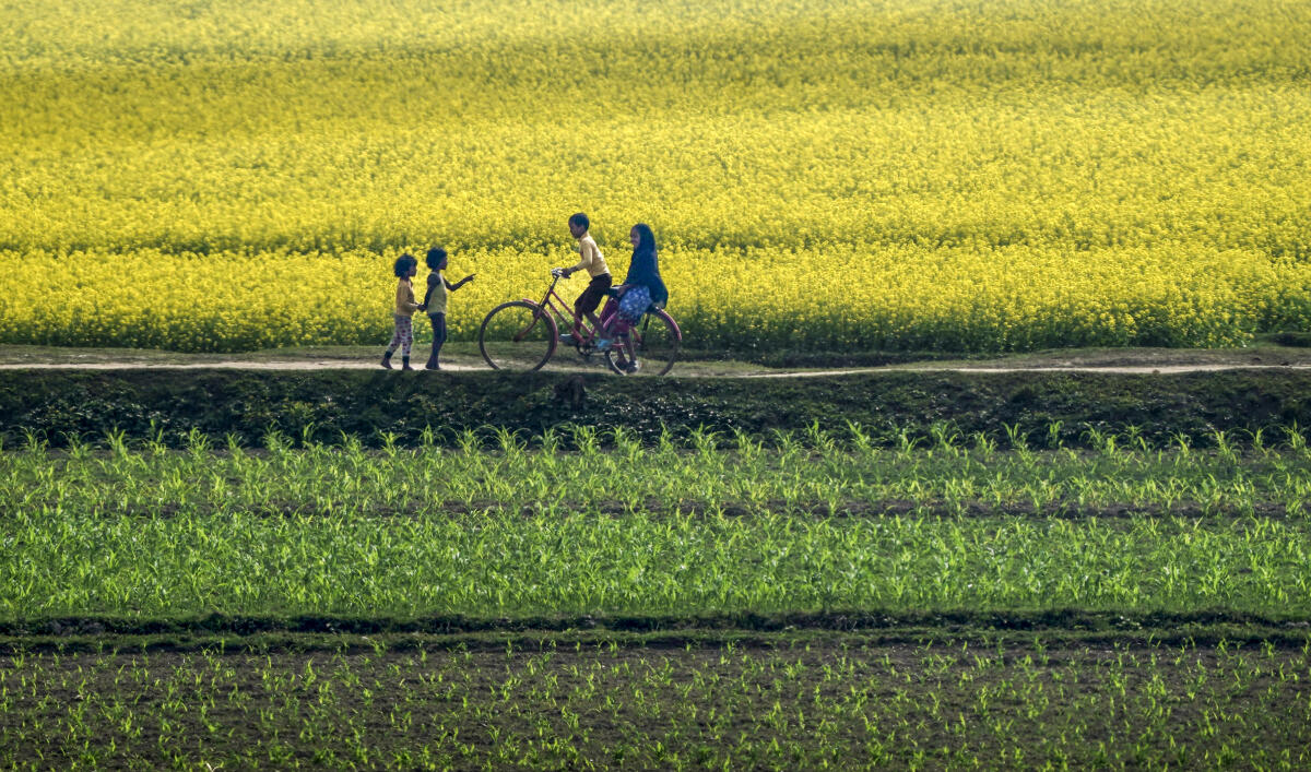 Children play near a mustard field in bloom, in Morigaon district, Assam