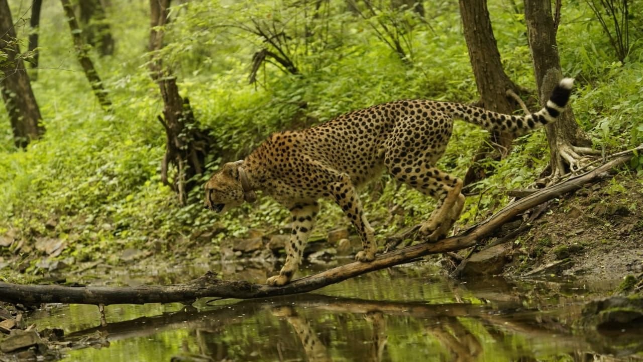 Nine cheetahs from Botswana arrive at Kuno national park