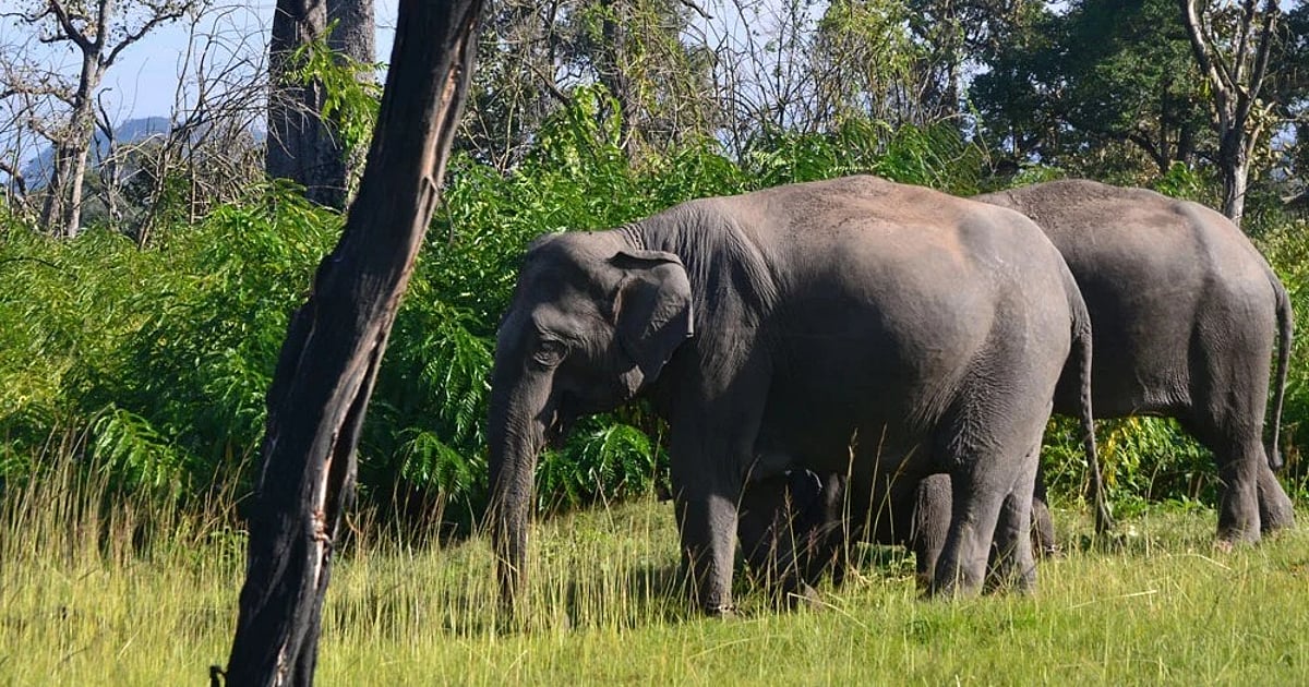 Bengaluru: When protection rollbacks endanger forest