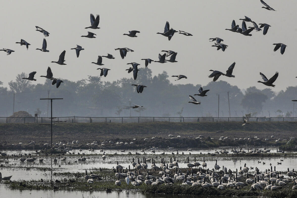 A flock of bar-headed geese near the waterbody at the Gharana wetland, at Ranbir Singh Pora, near Jammu