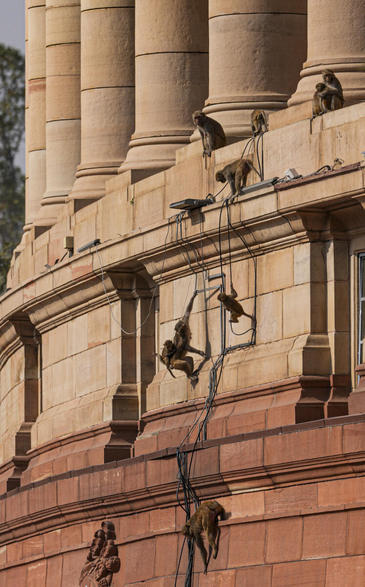 A group of monkeys at Parliament House, in New Delhi