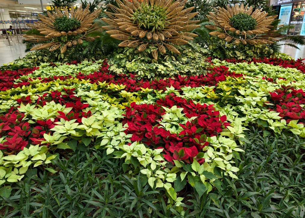 Vivo X300 Pro's camera sample.