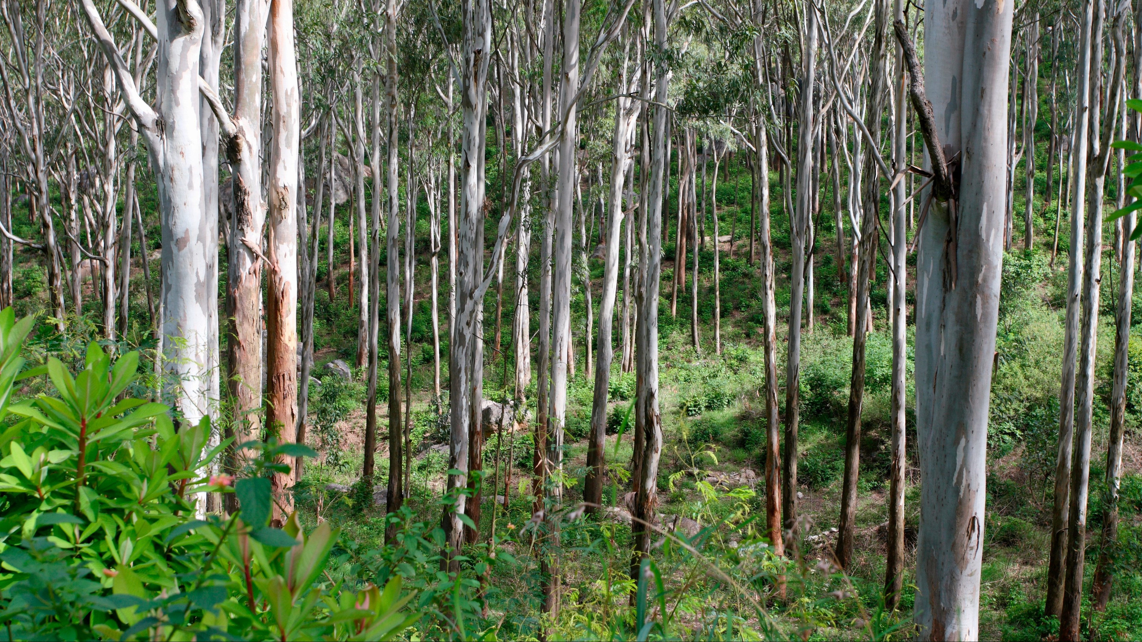 Isolated forest conservation fails everyone in areas of Karnataka