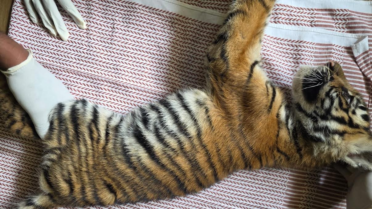 Tiger cub rescued in Mysuru's Nagarahole Tiger Reserve limits