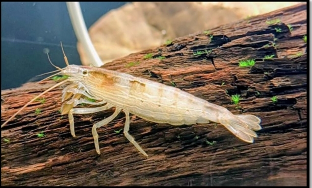 Bamboo shrimp rediscovered after 7 decades in Karnataka