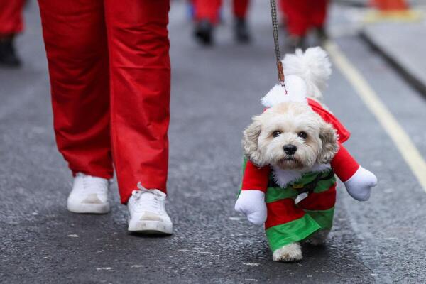 A dog wears a costume while runners dressed as Santa Claus take part in the annual 5km Santa Dash in Liverpool, Britain.