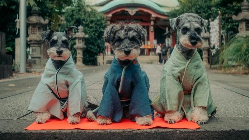 Dogs in kimonos: Japan reinvents a children’s holiday for pets