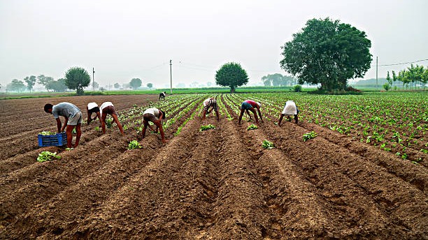 Centre's Seed Bill 2025 raises critical concerns for farmers: Expert