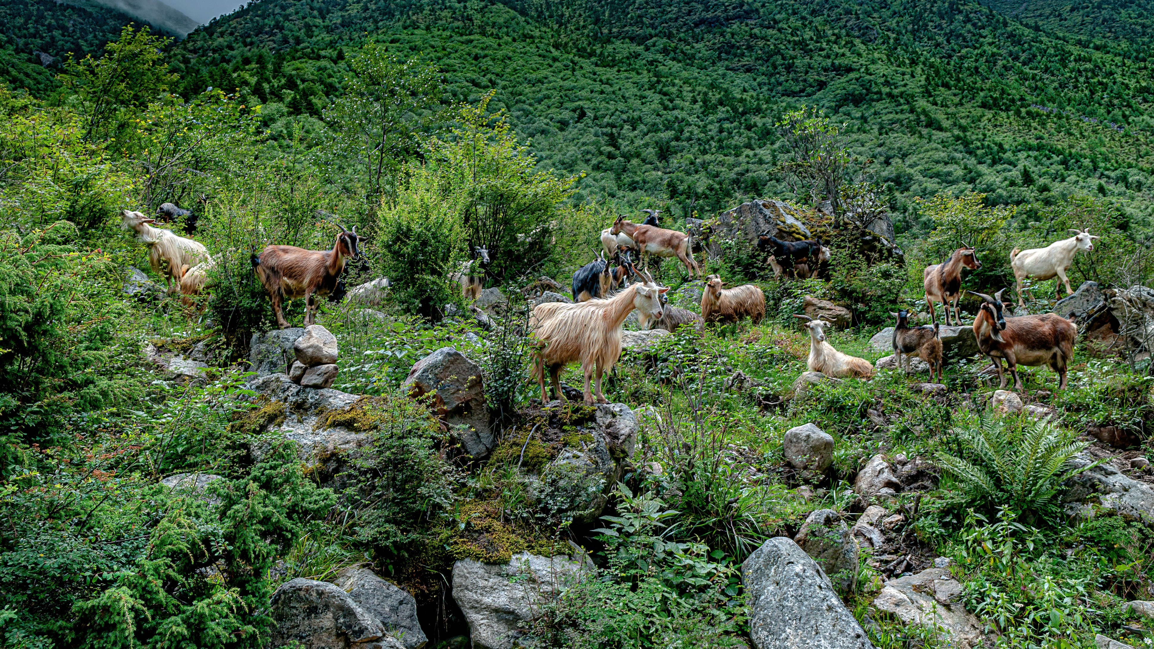 Goats may be released in forests to prevent leopard attacks on humans: Maharashtra minister