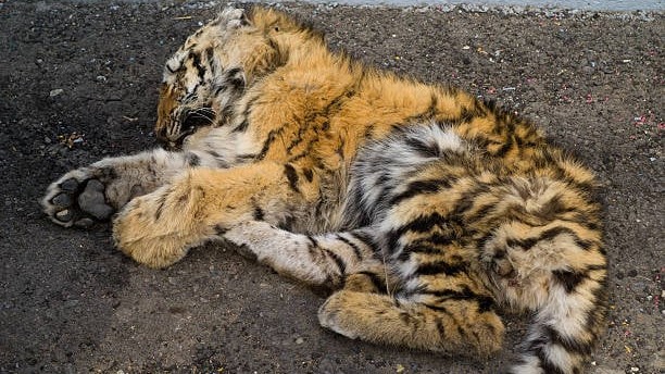Four tiger cubs rescued in Hunsur taluk die at Mysuru's Chamundi rescue centre