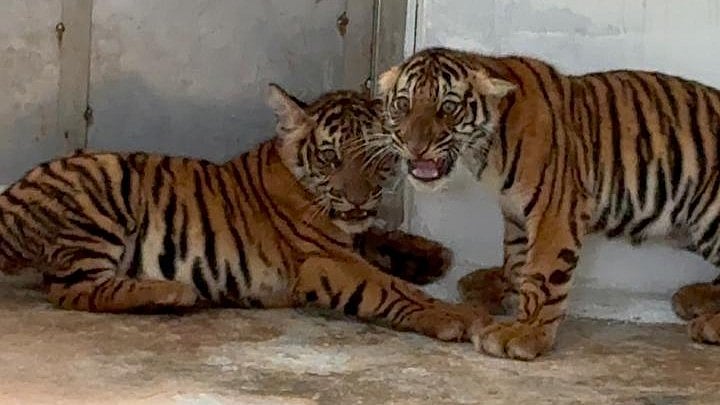24 tigers rescued in Mysuru division since October 15
