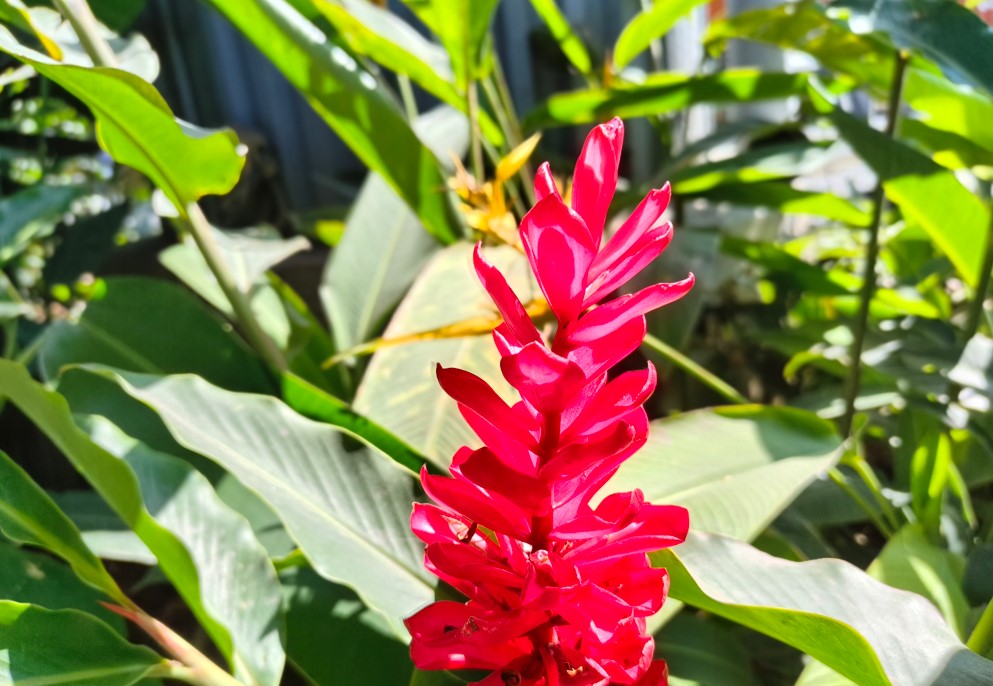 Nothing Phone (3a) Lite's camera sample.