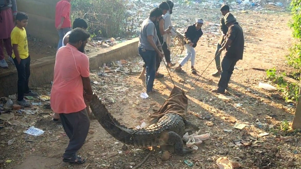 Uttara Kannada: Crocodile sneaks into residential area in Dandeli