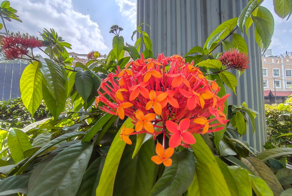 Nothing Phone (3a) Lite's camera sample.