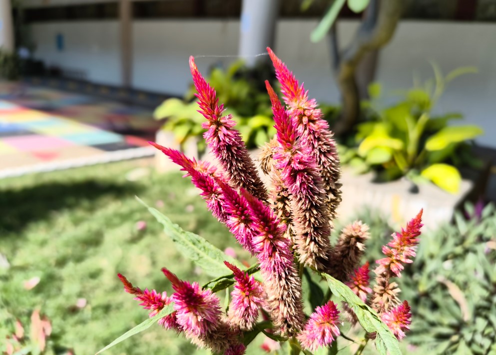 Nothing Phone (3a) Lite's camera sample.