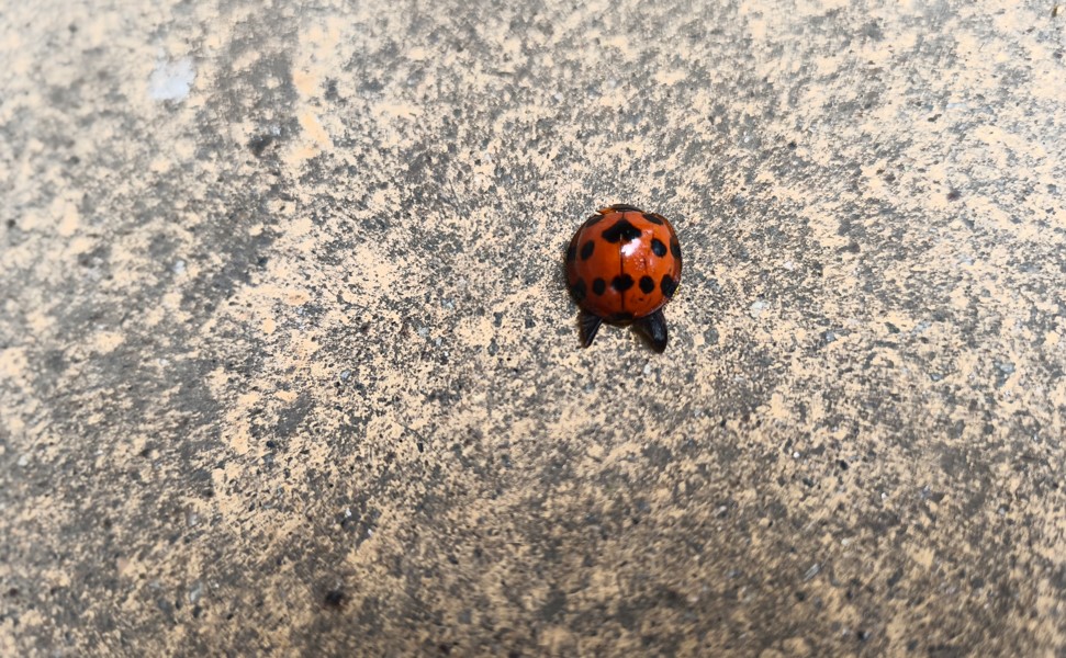 Nothing Phone (3a) Lite's camera sample.