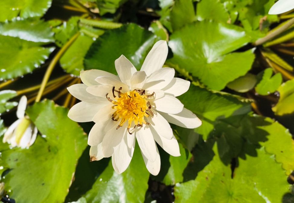 Nothing Phone (3a) Lite's camera sample.