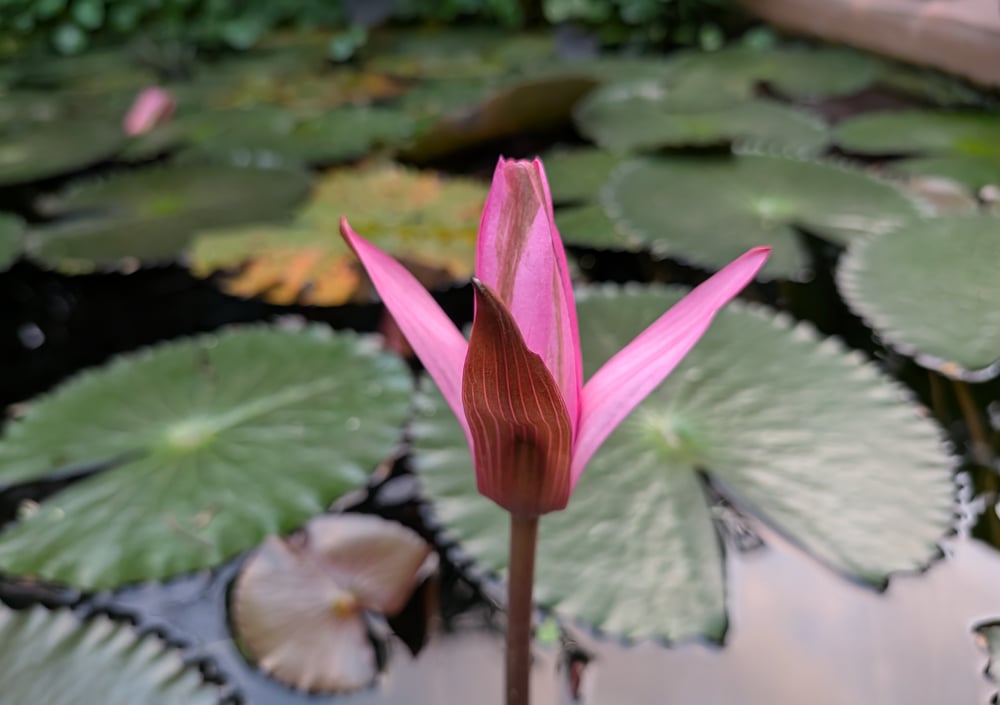 Pixel 10 Pro's camera sample.