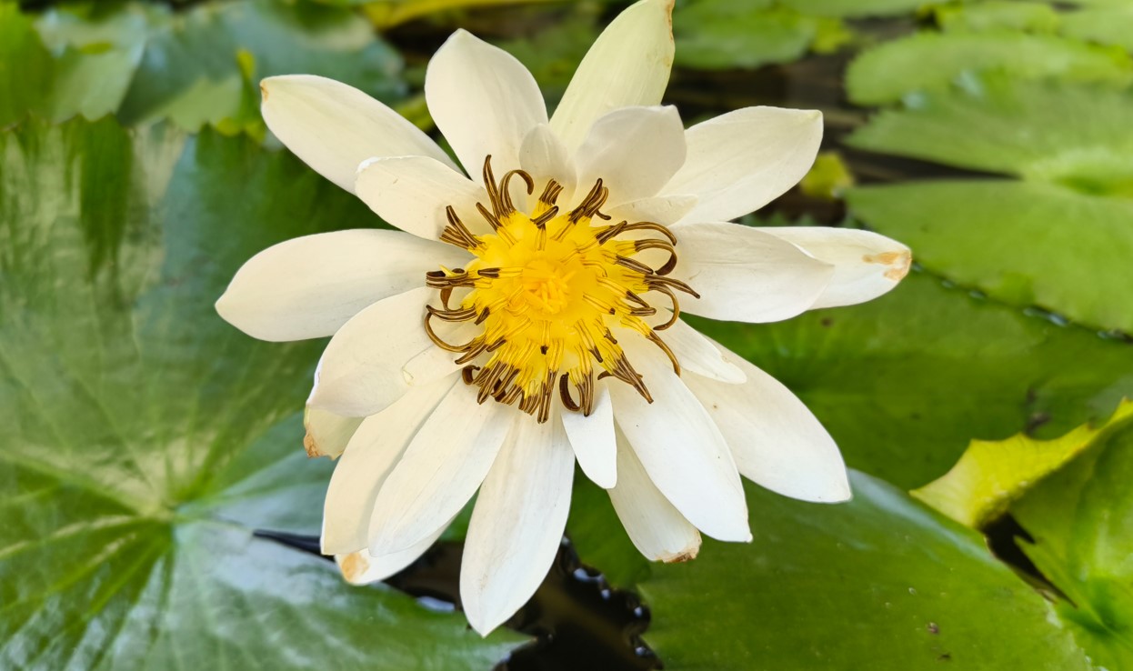 Nothing Phone (3a) Lite's camera sample.