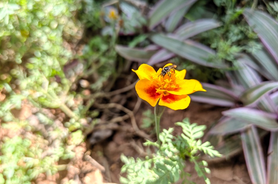 Nothing Phone (3a) Lite's camera sample.