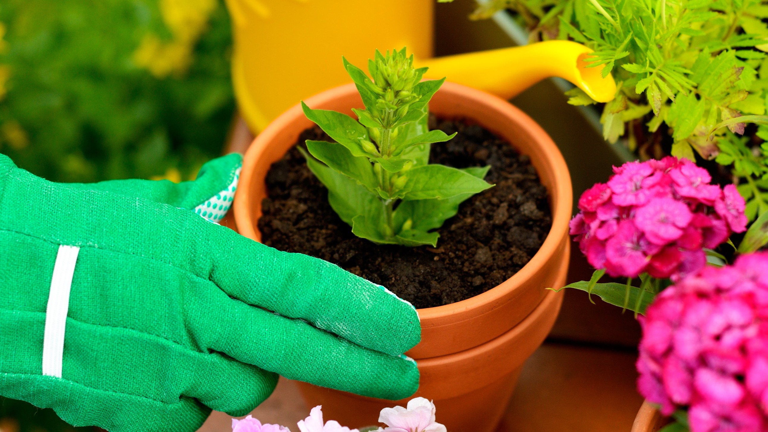 When the garden stopped breathing...