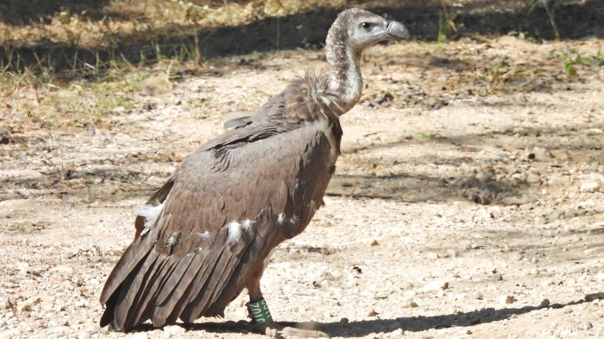 Jatayu programme: Batches of vultures start interacting 