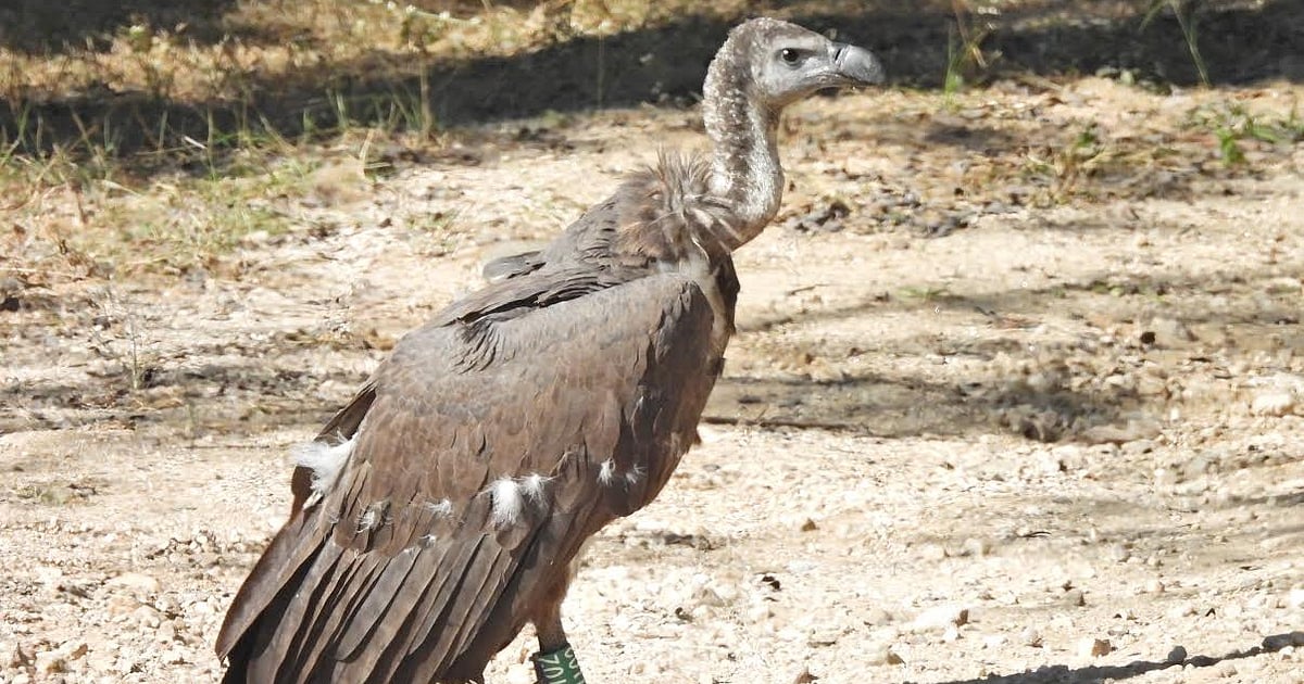 Jatayu programme: Batches of vultures start interacting