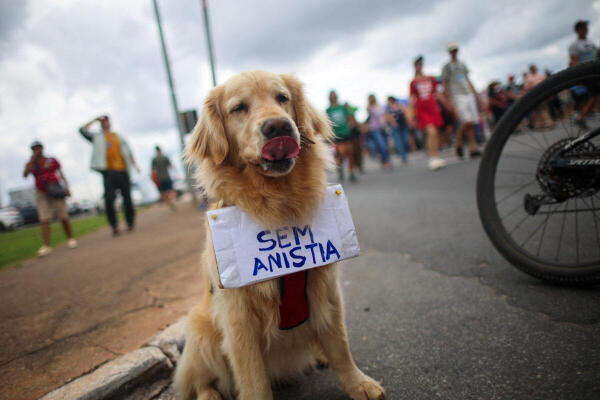 A dog with a sign reading: "No amnesty", during a protest against a bill that proposes reducing the sentences for January 8, 2023, riot convictions, including former President Jair Bolsonaro, in Brasilia, Brazil.