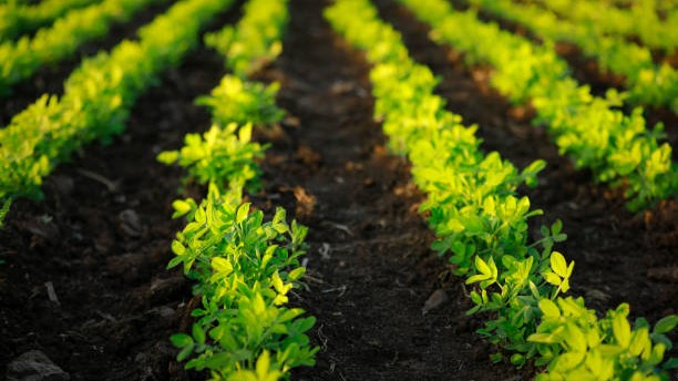 Karnataka agriculture startups struggle to bloom after seed funding phase