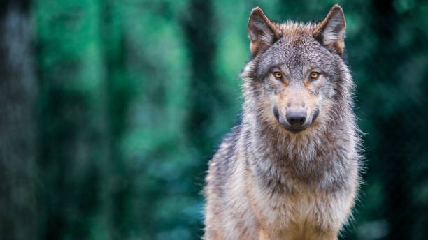 Forest department shoots female wolf in Uttar Pradesh's Bahraich
