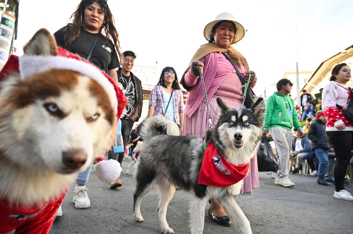 Dogs dressed in Christmas costumes parade as part of festive tradition, in La Paz. Credit: Reuters