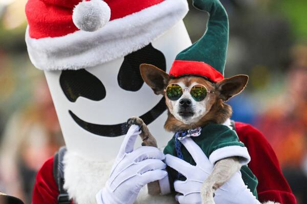 A dog dressed in a Christmas costume takes part in a parade as part of a festive tradition, in La Paz, Bolivia.