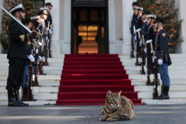 A cat called Clio sits by the red carpet, just before the meeting between Greek Prime Minister Kyriakos Mitsotakis welcomes Moldovan President Maia Sandu in Athens, Greece.