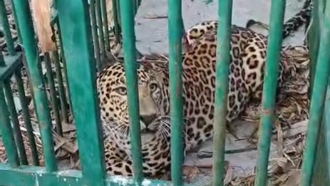 Male leopard rescued from Mysuru's H D Kote taluk