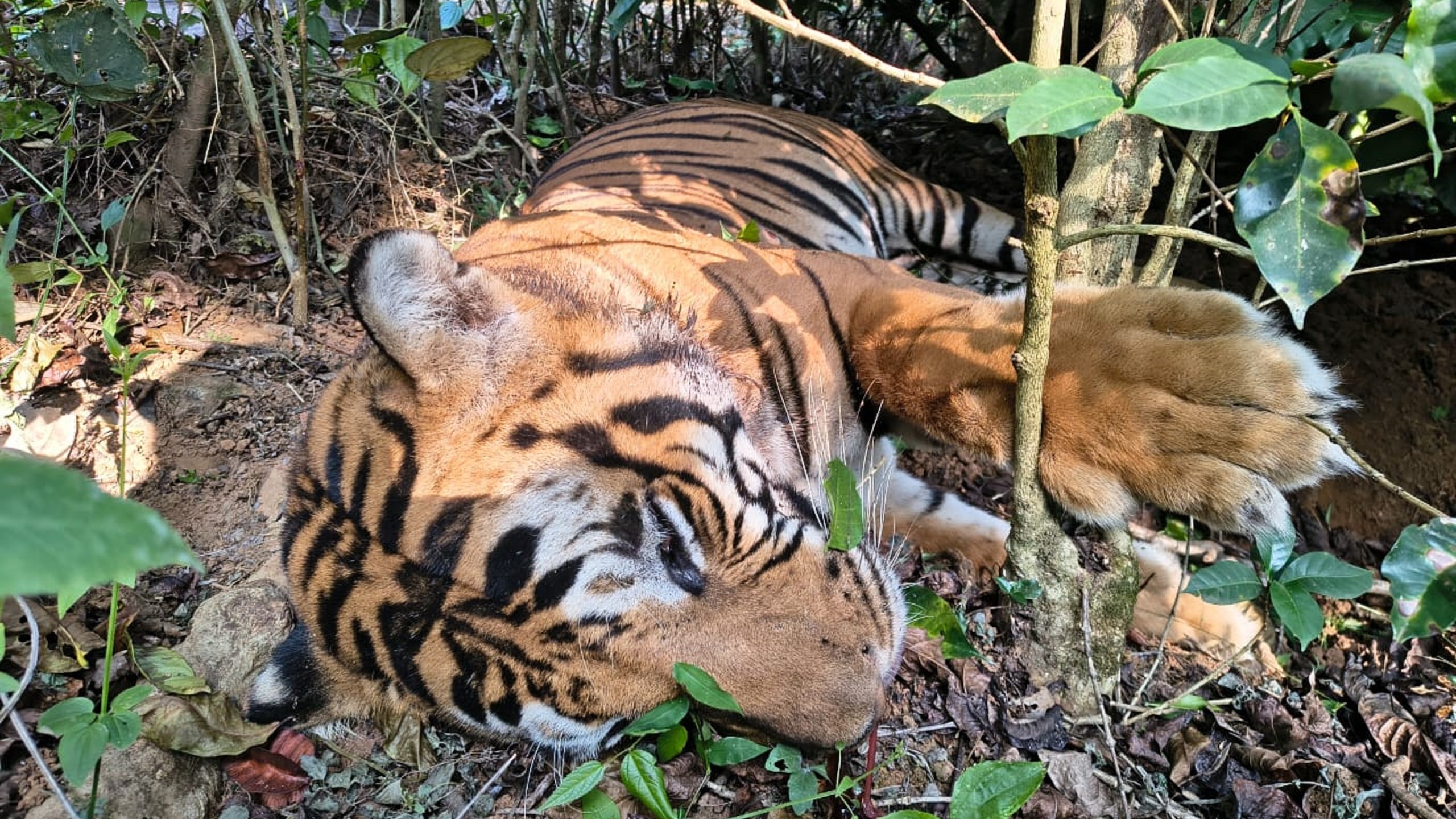Karnataka: Tiger carcass found in coffee estate