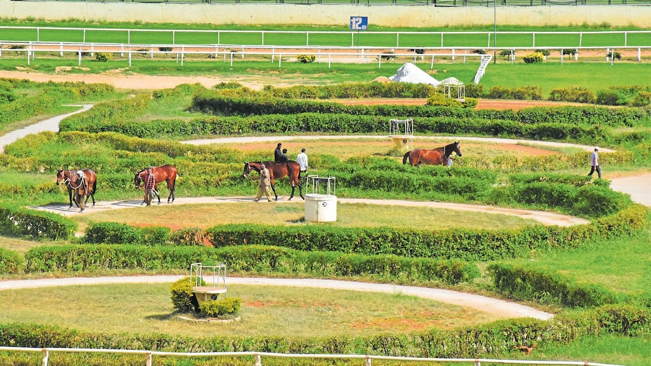 Glanders positive horse euthanised, Bangalore Turf Club declared 'notified area'