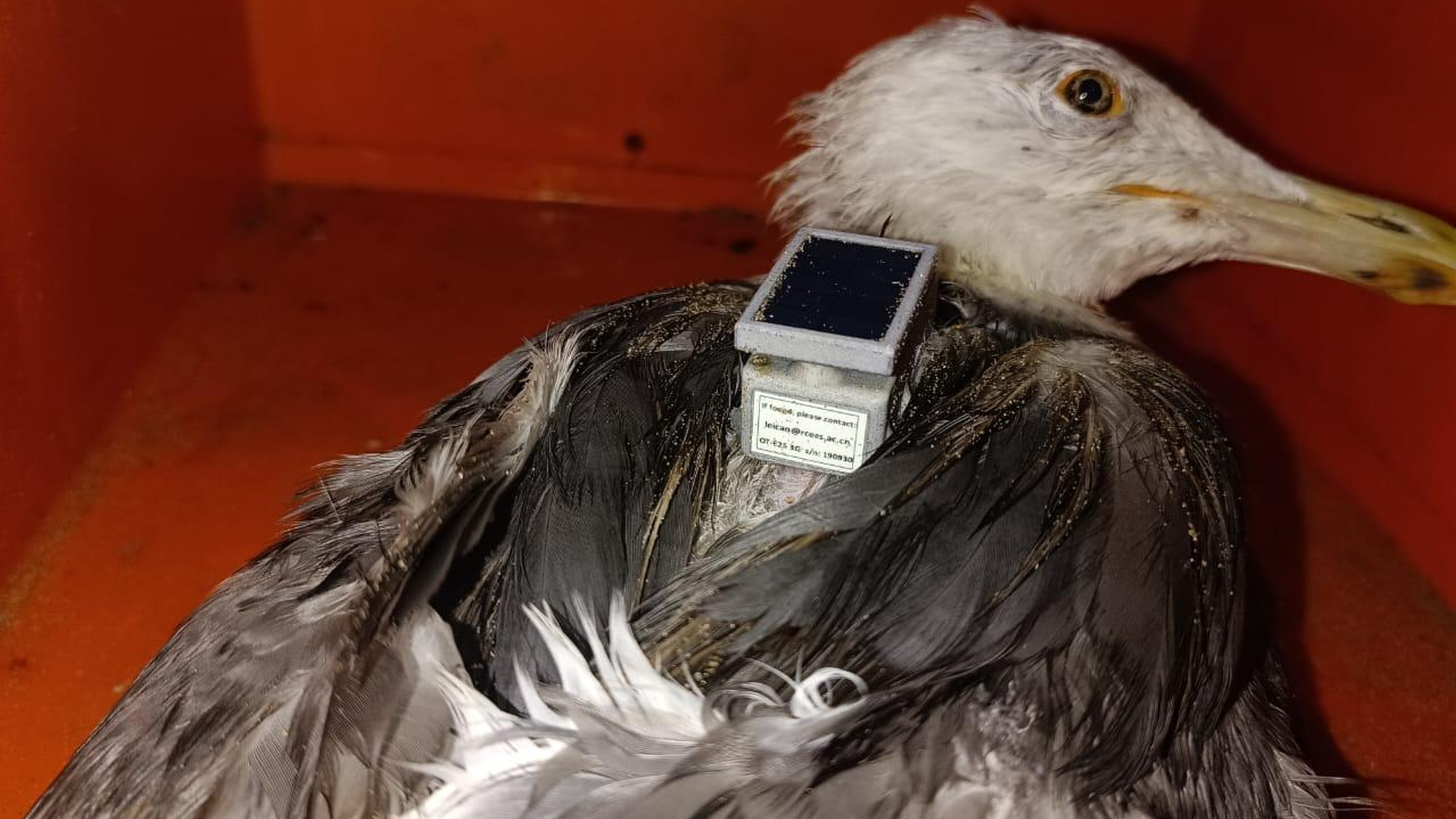 Seagull with GPS tracker on Karwar seashore had traversed 12,000 km in nine months