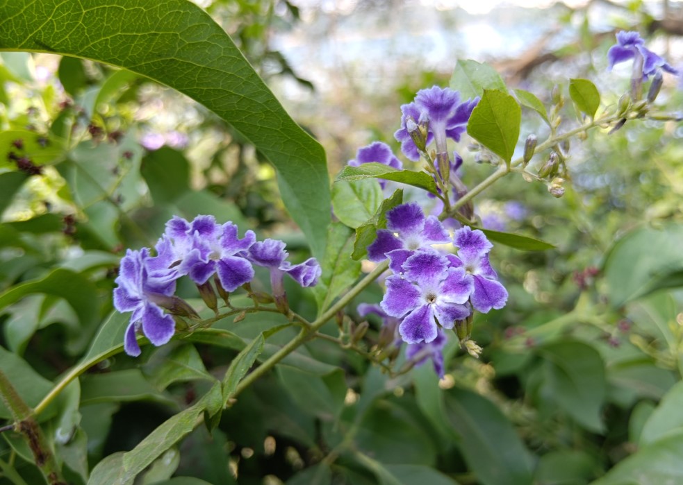 REDMI 15C 5G's camera sample.