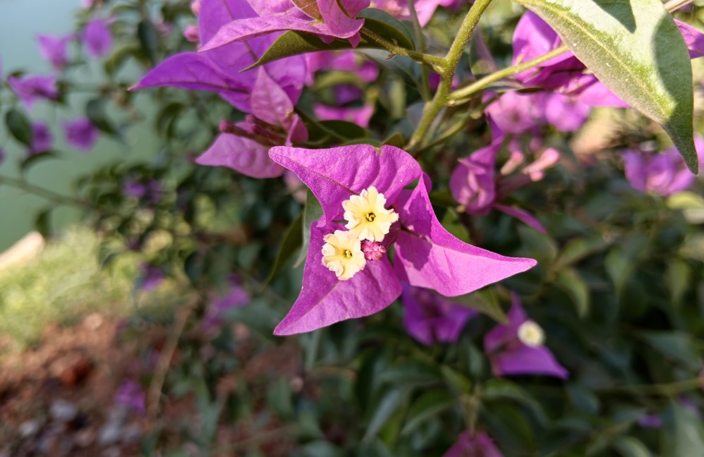 REDMI 15C 5G's camera sample.