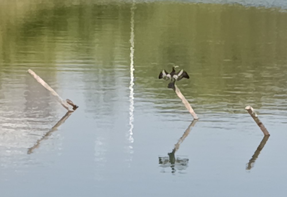 REDMI 15C 5G's camera sample with 10X Zoom.