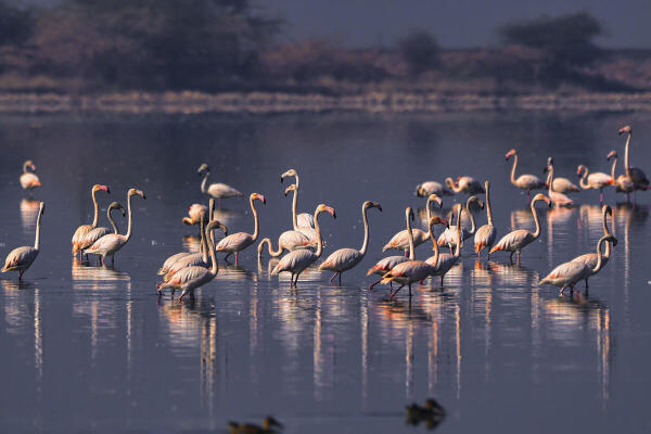 A flock of migratory flamingos wades in the waters of Sambhar Salt Lake during the winter season, in Sambhar, Rajasthan.