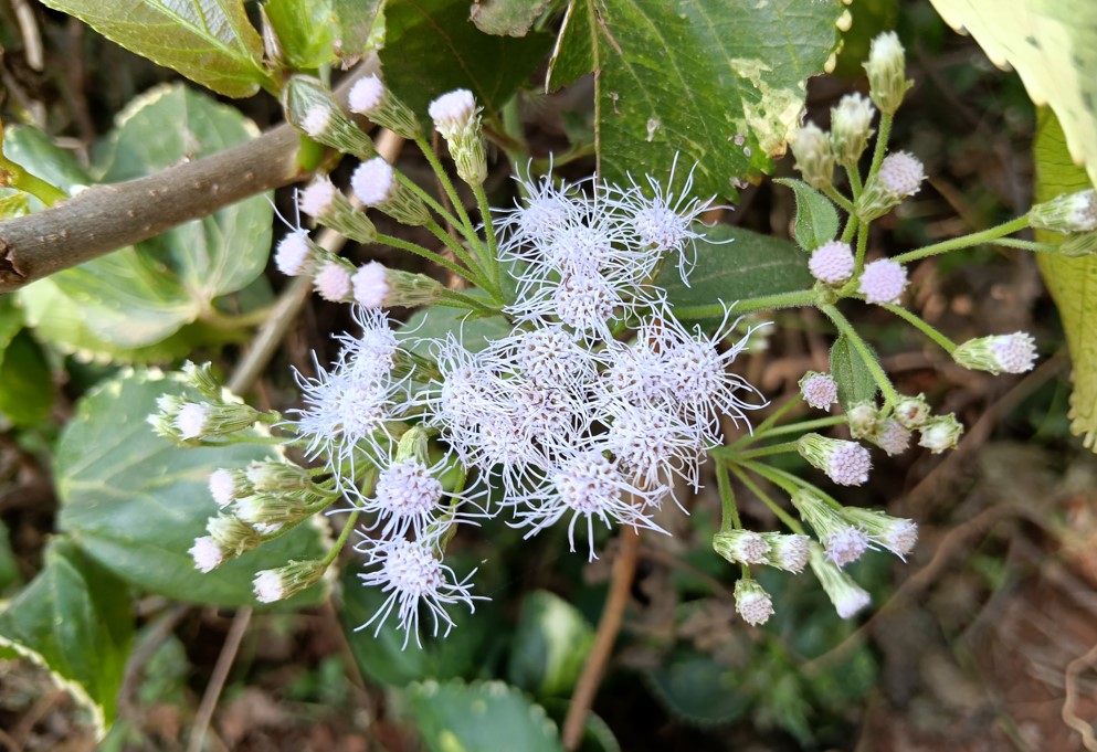 REDMI 15C 5G's camera sample.