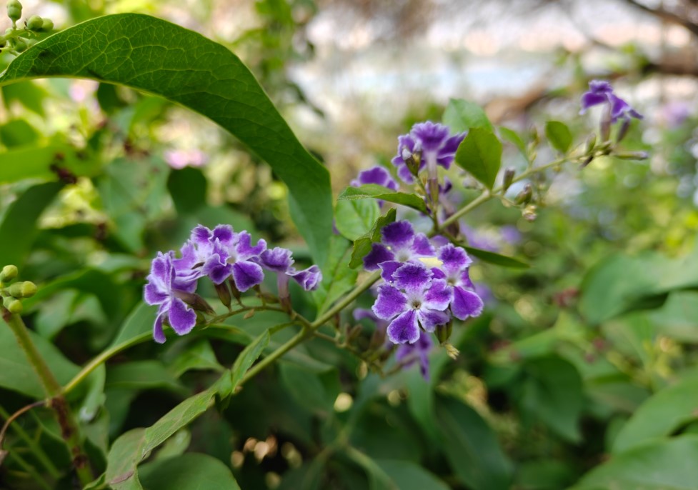 OnePlus 15R's camera sample.