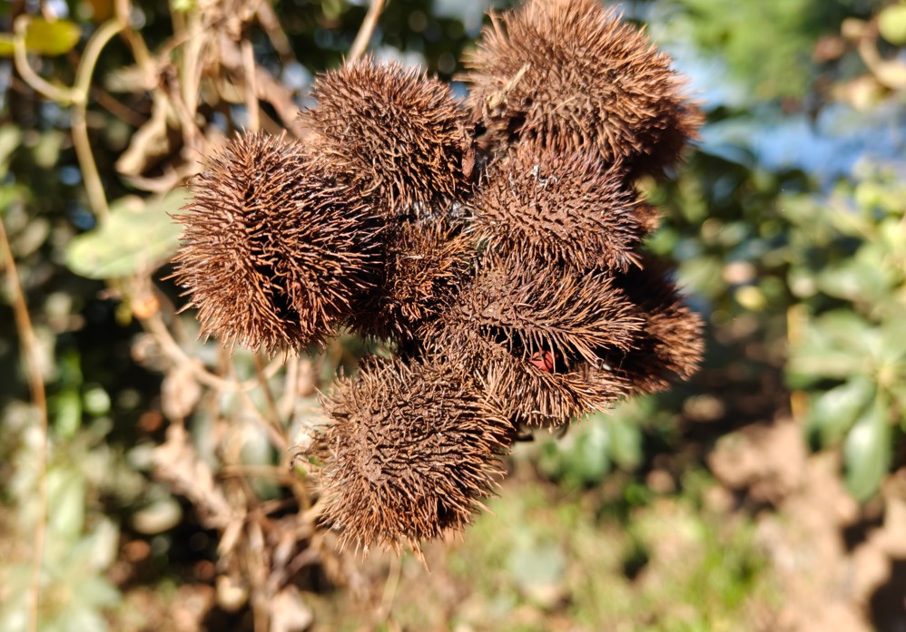 OnePlus 15R's camera sample.