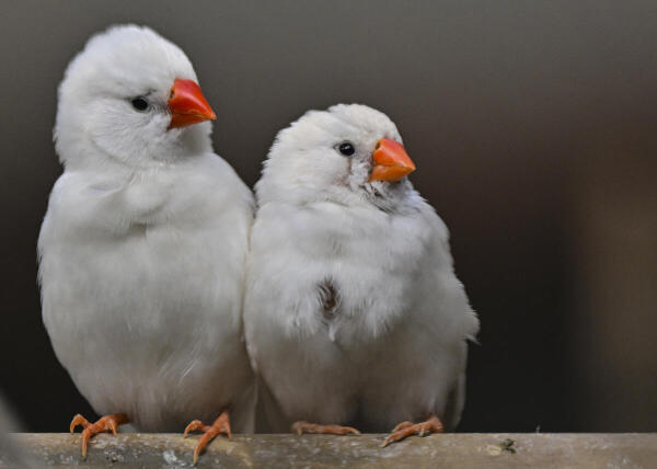 A pair of zebra finches inside their enclosure at the National Zoological Park, in New Delhi.