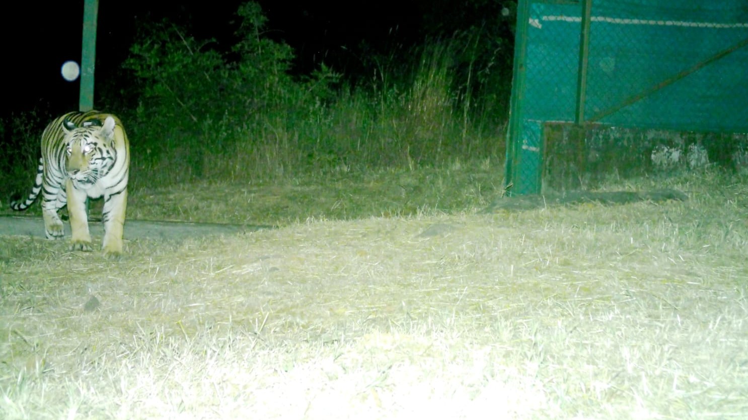 Maharashtra: Tigress Tara successfully translocated from Tadoba to Sahyadri 