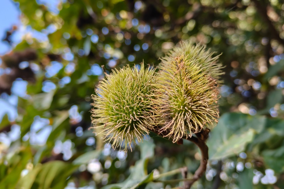 OnePlus 15R's camera sample.