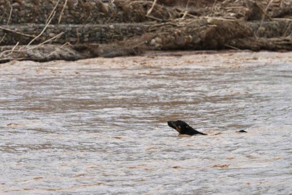 A dog swims across the river after the collapse of bridges connecting different communities following floods triggered by an overflowing river that isolated several communities in the eastern Santa Cruz region, in El Torno, Bolivia.